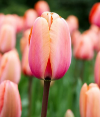 Apricot