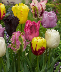 Painterly red and yellow Parrot tulips, grown at Field Gate Flowers