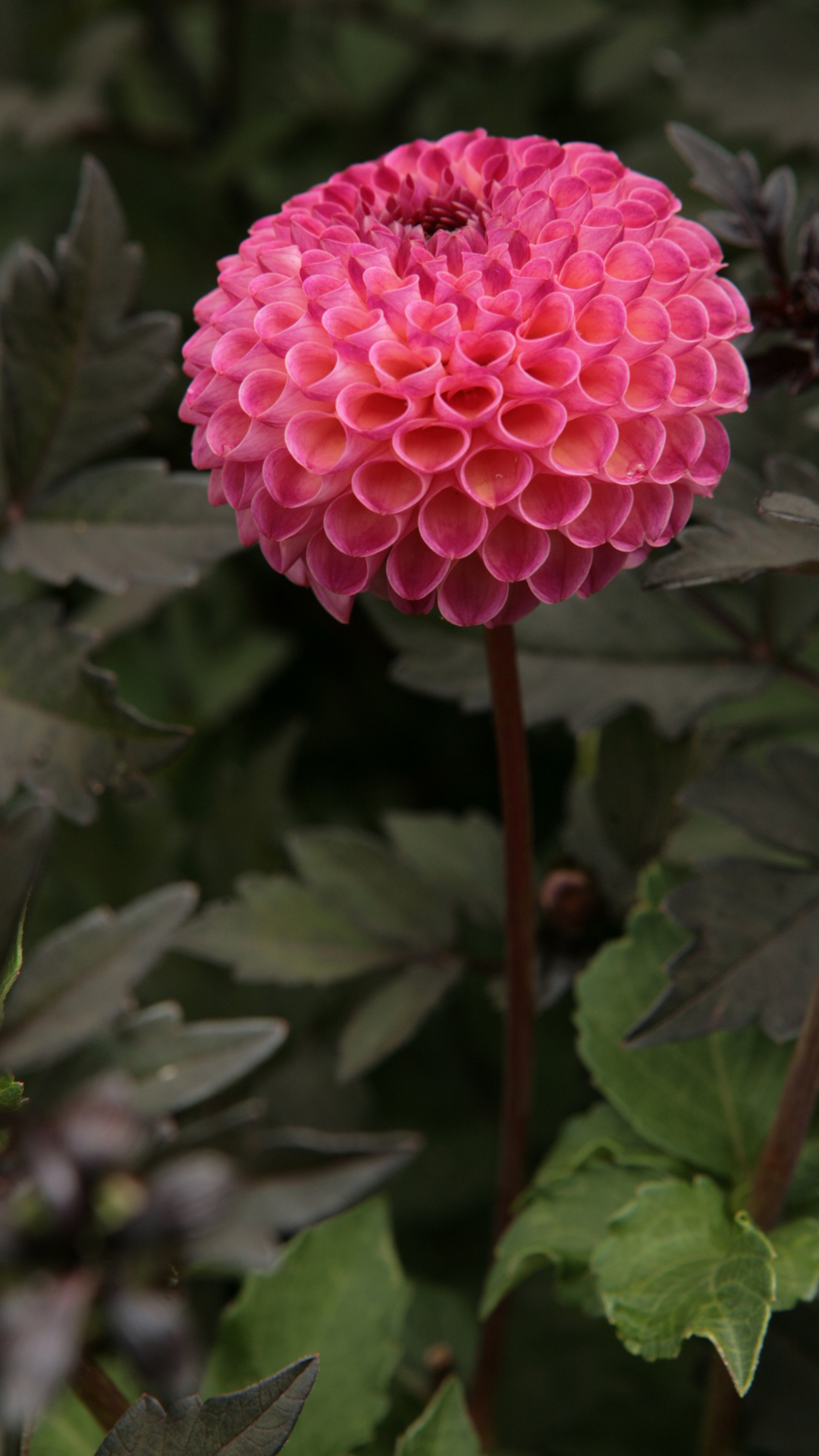 Brand Messaging for Your Cut Flower Business