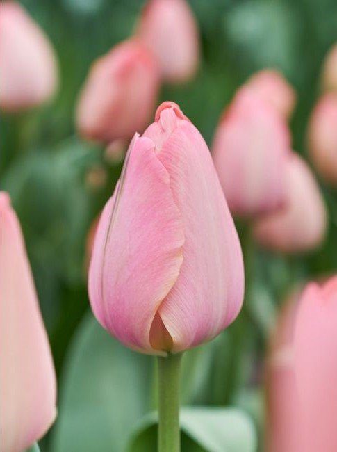Autumn Bulb Planting