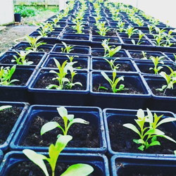 Start a cutting patch.