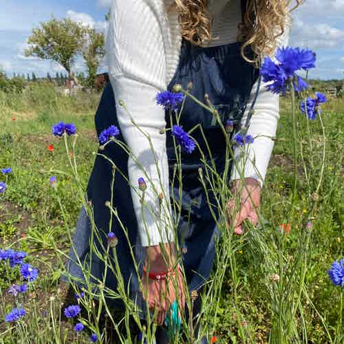 Seven Jobs to Do in Your Cutting Patch in December